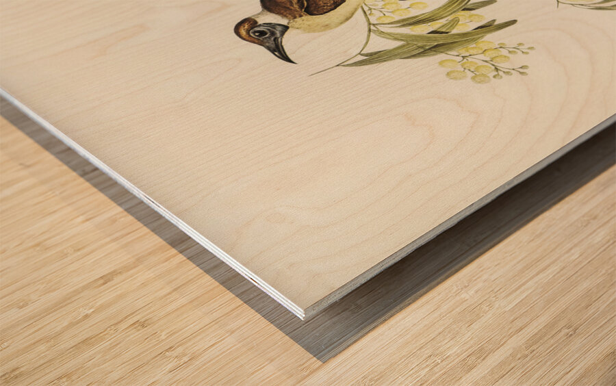 Yellow-throated Friar Bird Tropidorhynchus citreogularis illustrated by Elizabeth Gould 1804–1841 for John Gould’s 1804-1881 Birds of Australia  Wood print