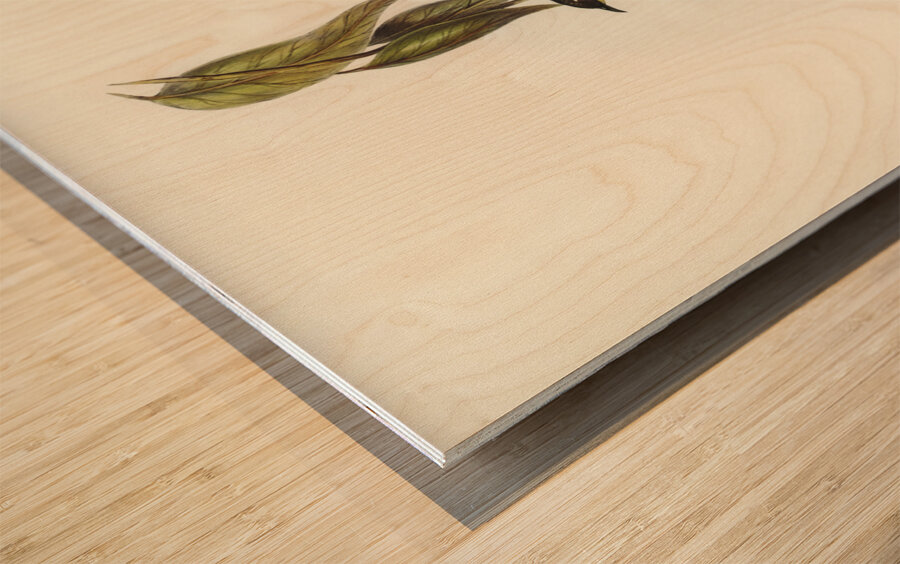 Yellow-throated Honey-eater Ptilotis flavigula illustrated by Elizabeth Gould 1804–1841 for John Gould’s 1804-1881 Birds of Australia  Wood print