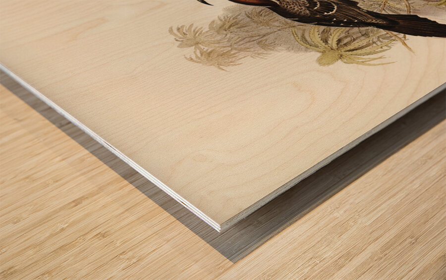 Chestnut-crowned Pomatorhinus Pomatorhinus ruficeps illustrated by Elizabeth Gould 1804–1841 for John Gould’s 1804-1881 Birds of Australia  Wood print