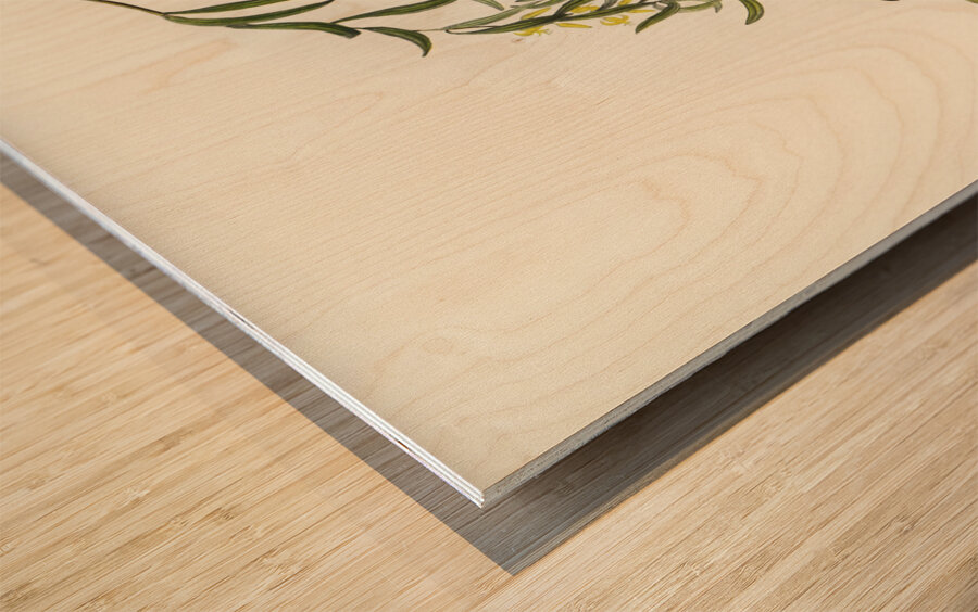 Yellow-tufted Honey-eater Ptilotis auricomis illustrated by Elizabeth Gould 1804–1841 for John Gould’s 1804-1881 Birds of Australia  Wood print