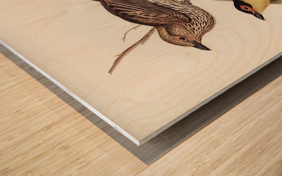 Yellow-bellied Sphecotheres Sphecotheres flaviventris illustrated by Elizabeth Gould 1804–1841 for John Gould’s 1804-1881 Birds of Australia  Wood print