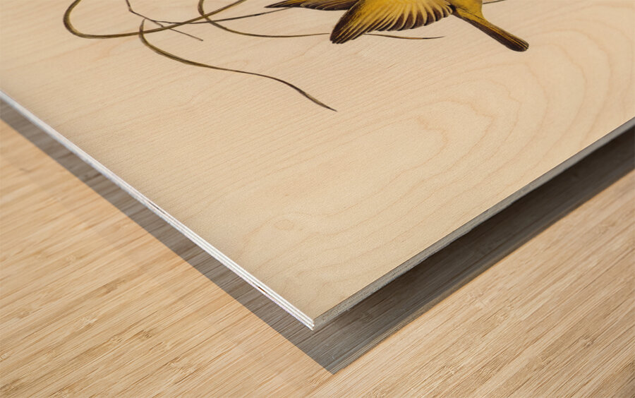 Yellow Honey-eater Ptilotis flava illustrated by Elizabeth Gould 1804–1841 for John Gould’s 1804-1881 Birds of Australia  Wood print