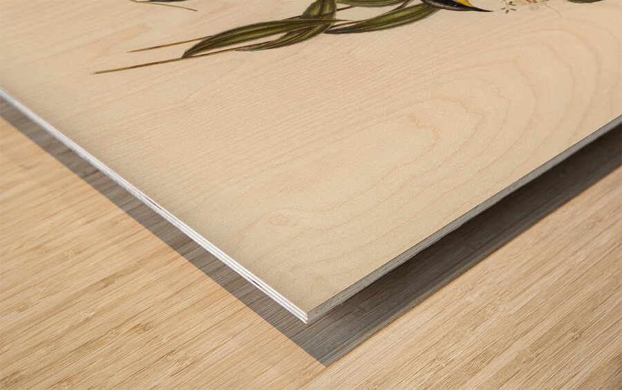 Wattle-cheeked Honey-eater Ptilotis cratitius illustrated by Elizabeth Gould 1804–1841 for John Gould’s 1804-1881 Birds of Australia  Wood print