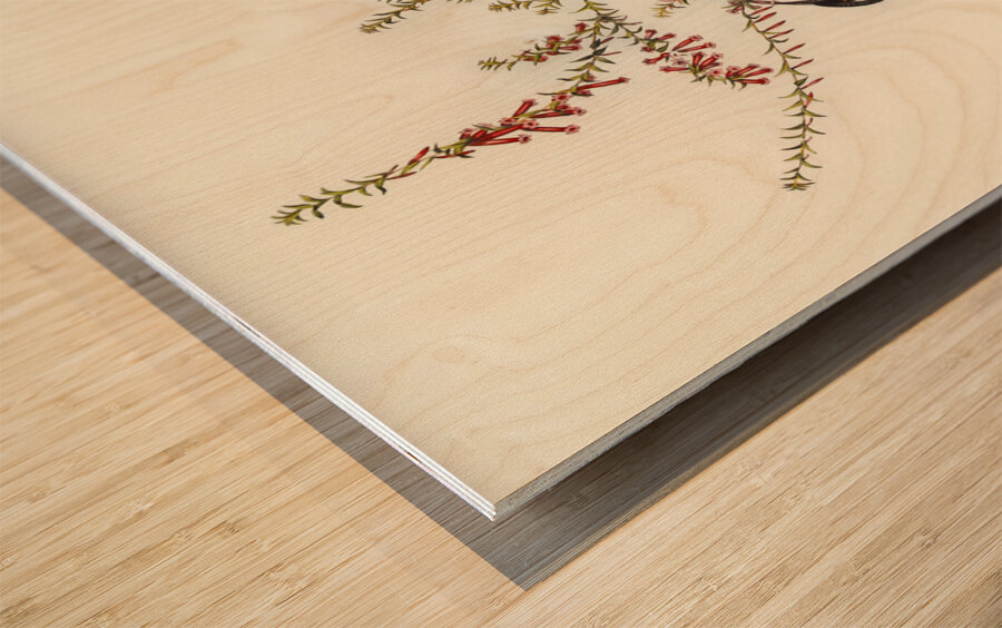 Tasmanian Honey-eater Meliphaga Australasiana illustrated by Elizabeth Gould 1804–1841 for John Gould’s 1804-1881 Birds of Australia  Wood print