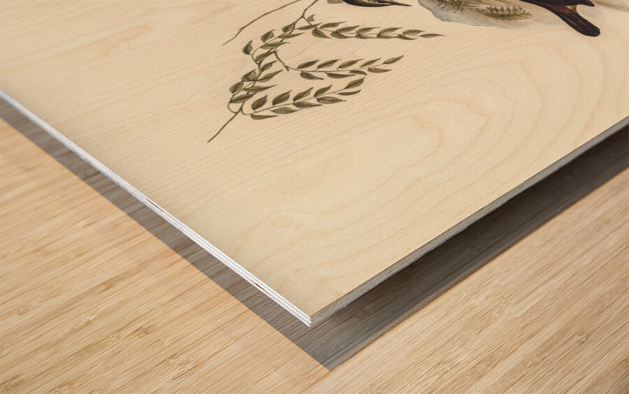 Sombre-coloured Sericornis Sericornis humilis illustrated by Elizabeth Gould 1804–1841 for John Gould’s 1804-1881 Birds of Australia  Wood print