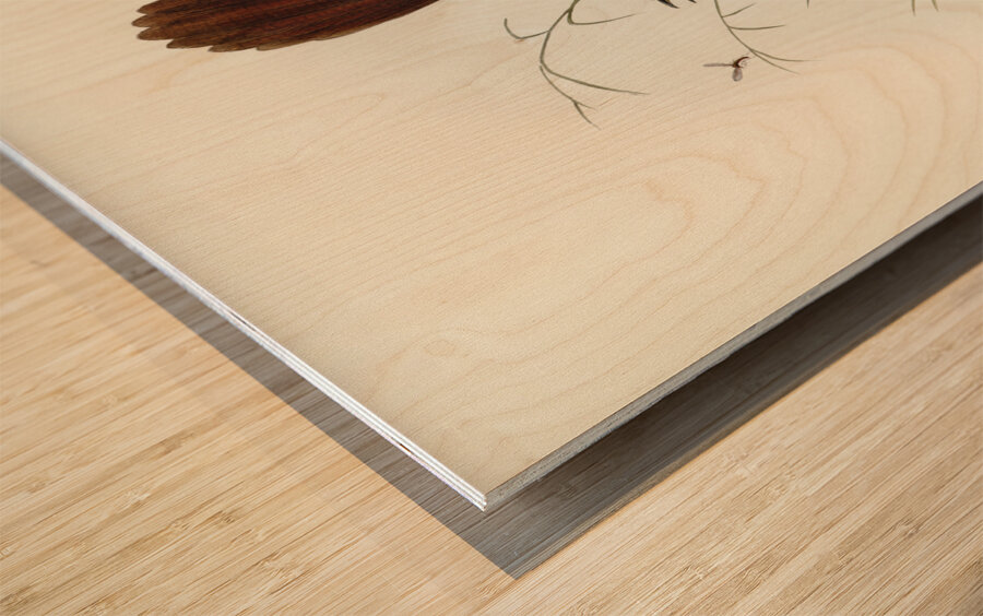 Rufous-headed Bristle-Bird Sphenura Broadbenti illustrated by Elizabeth Gould 1804–1841 for John Gould’s 1804-1881 Birds of Australia  Wood print