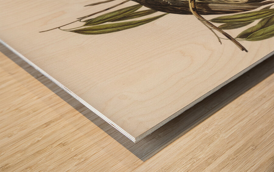 Graeat Wattled Honey-eater Anthochaera inauris illustrated by Elizabeth Gould 1804–1841 for John Gould’s 1804-1881 Birds of Australia  Wood print