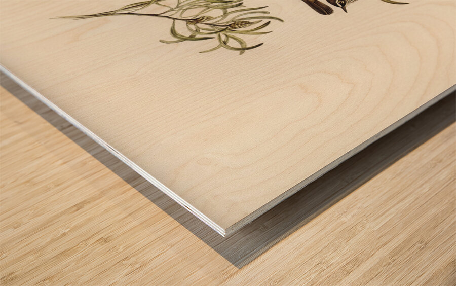 Allied Sericornis Ericornis osculans illustrated by Elizabeth Gould 1804–1841 for John Gould’s 1804-1881 Birds of Australia  Wood print