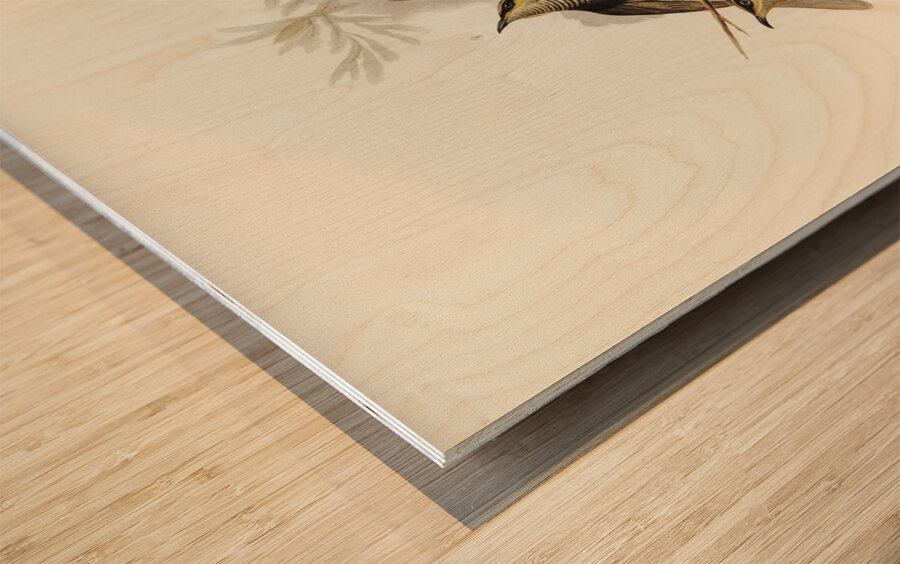 Fasciated Honey-eater Ptilotis fasciogularis illustrated by Elizabeth Gould 1804–1841 for John Gould’s 1804-1881 Birds of Australia  Wood print