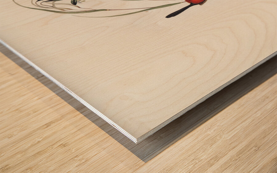 Black-headed Wren Malurus melanocephalus illustrated by Elizabeth Gould 1804–1841 for John Gould’s 1804-1881 Birds of Australia  Wood print