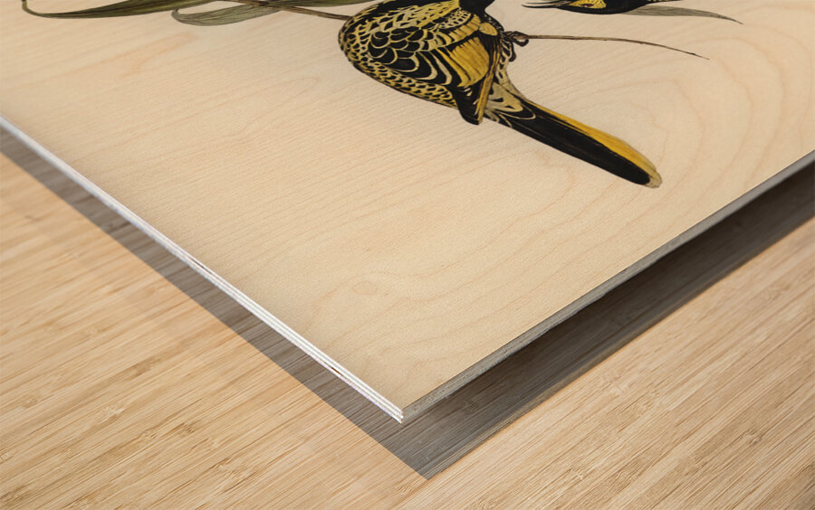 Warty-faced Honey-eater Zanthomyza Phrygia illustrated by Elizabeth Gould 1804–1841 for John Gould’s 1804-1881 Birds of Australia  Wood print