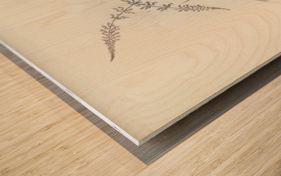 Rufescent Scrub-Bird Atrichia rufescens illustrated by Elizabeth Gould 1804–1841 for John Gould’s 1804-1881 Birds of Australia  Wood print