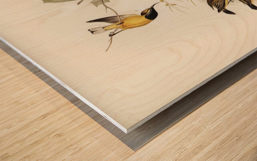 Australian Sun-bird Nectarinia australis illustrated by Elizabeth Gould 1804–1841 for John Gould’s 1804-1881 Birds of Australia  Wood print