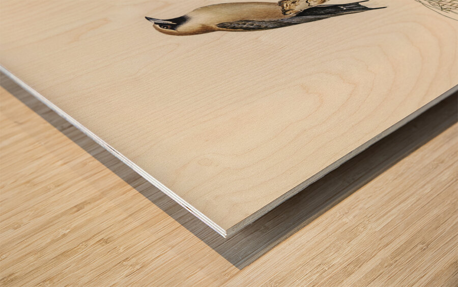 Black-faced Wood-Swallow Artamus melanops illustrated by Elizabeth Gould 1804–1841 for John Gould’s 1804-1881 Birds of Australia  Wood print