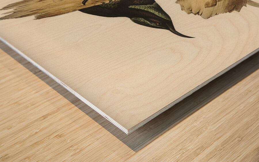 Rifle Bird Ptiloris paradiseus illustrated by Elizabeth Gould 1804–1841 for John Gould’s 1804-1881 Birds of Australia  Wood print