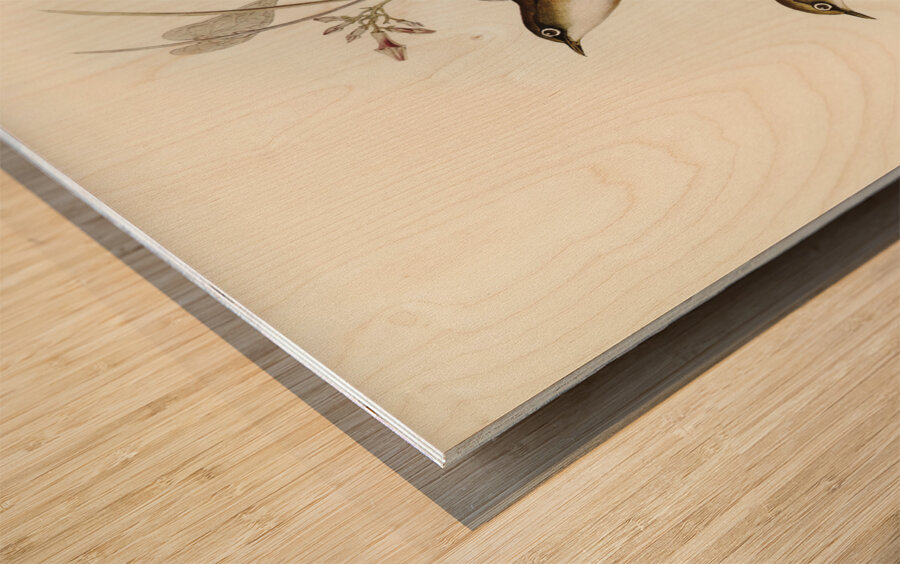 White-breasted Zosterops Zosterops albogularis illustrated by Elizabeth Gould 1804–1841 for John Gould’s 1804-1881 Birds of Australia  Wood print