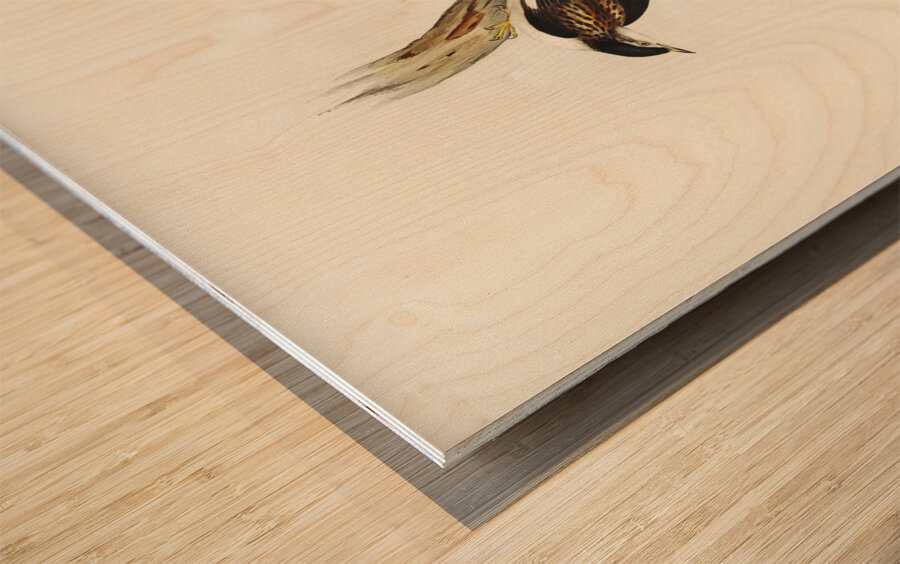 White-breasted Zosterops Zosterops albogularis illustrated by Elizabeth Gould 1804–1841 for John Gould’s 1804-1881 Birds of Australia  Wood print