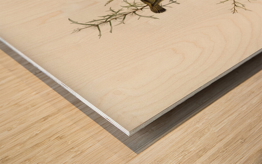 Spotted Sericornis Sericornis maculatus illustrated by Elizabeth Gould 1804–1841 for John Gould’s 1804-1881 Birds of Australia  Wood print