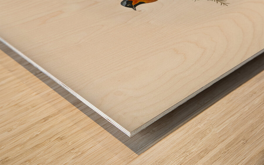 White-bellied Flycatcher Monarcha albiventris illustrated by Elizabeth Gould 1804–1841 for John Gould’s 1804-1881 Birds of Australia  Wood print