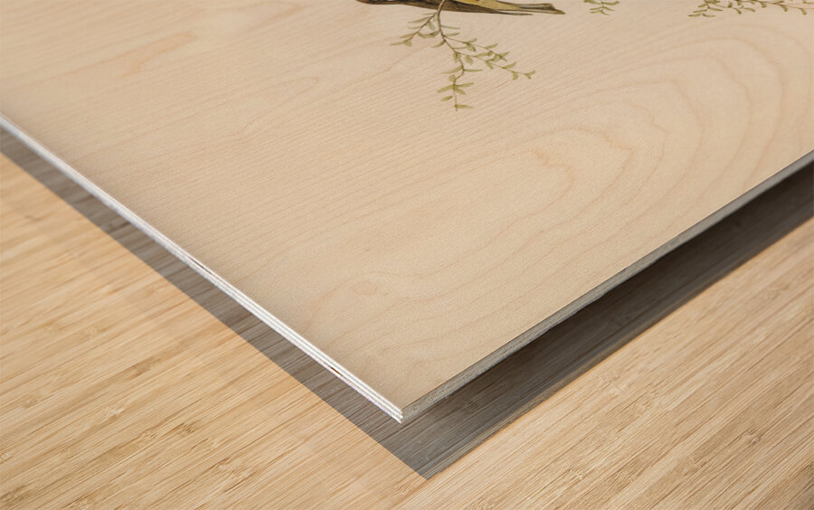 Masked Gerygone Gerygone personata illustrated by Elizabeth Gould 1804–1841 for John Gould’s 1804-1881 Birds of Australia  Wood print