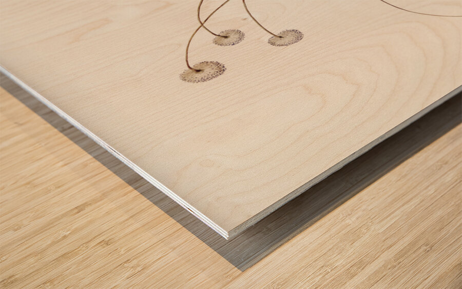 White-winged Wren Malurus leucopterus illustrated by Elizabeth Gould 1804–1841 for John Gould’s 1804-1881 Birds of Australia  Wood print