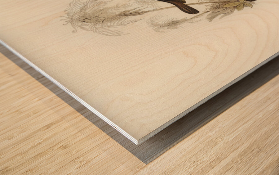 Yellow-throated Sericornis Sericornis citreogularis illustrated by Elizabeth Gould 1804–1841 for John Gould’s 1804-1881 Birds of Australia  Wood print