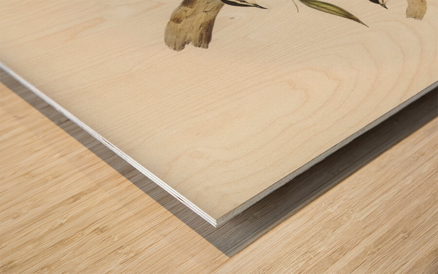 Black-backed Tree-Creeper Climacteris melanotus illustrated by Elizabeth Gould 1804–1841 for John Gould’s 1804-1881 Birds of Australia  Wood print