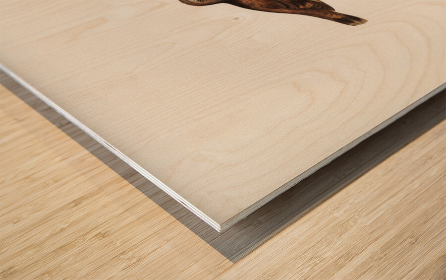 Brown Tree-Creeper Climacteris scandens illustrated by Elizabeth Gould 1804–1841 for John Gould’s 1804-1881 Birds of Australia  Wood print