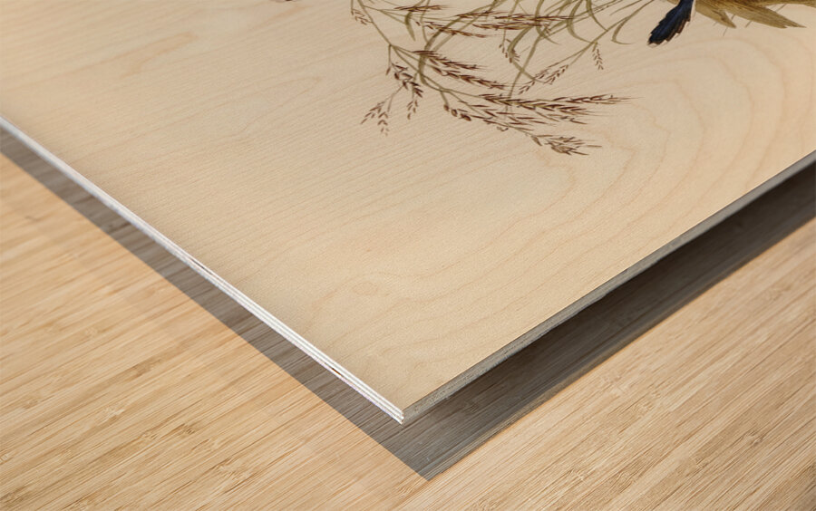 Fawn-breasted Superb Warbler Malurus hypoleucus illustrated by Elizabeth Gould 1804–1841 for John Gould’s 1804-1881 Birds of Australia  Wood print