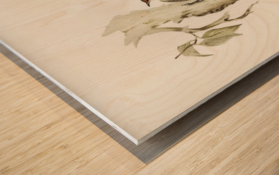 Red-eyebrowed Tree-Creeper Climacteris crythrops illustrated by Elizabeth Gould 1804–1841 for John Gould’s 1804-1881 Birds of Australia  Wood print