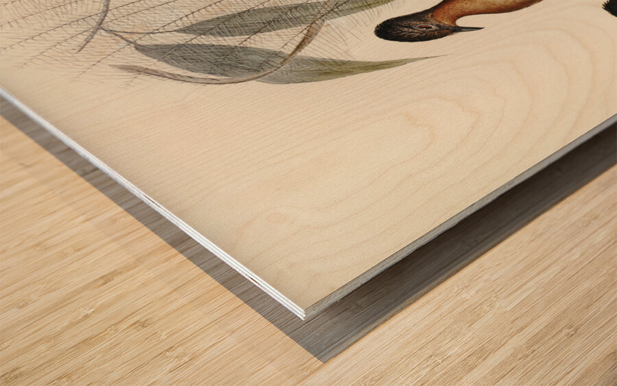 Albert Lyre-Bird Menura Alberti illustrated by Elizabeth Gould 1804–1841 for John Gould’s 1804-1881 Birds of Australia  Wood print