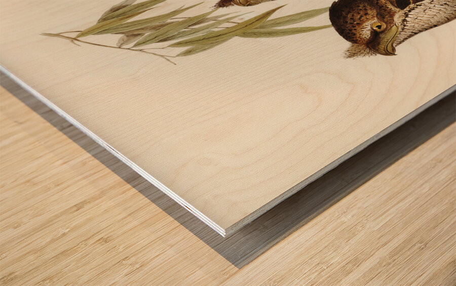 Marbled Podargus Podargus marmoratus illustrated by Elizabeth Gould 1804–1841 for John Gould’s 1804-1881 Birds of Australia  Wood print