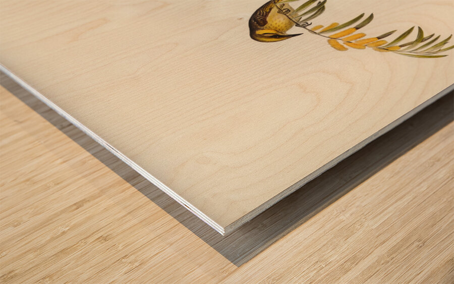 Plumed Honey-eater Ptilotis plumulus illustrated by Elizabeth Gould 1804–1841 for John Gould’s 1804-1881 Birds of Australia  Wood print