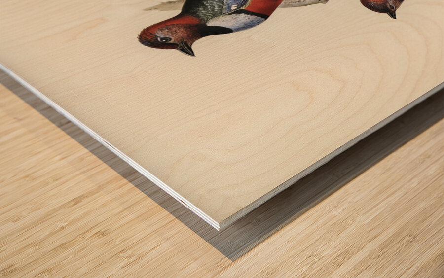 Macklot&39s Pitta Pitta Mackloti illustrated by Elizabeth Gould 1804–1841 for John Gould’s 1804-1881 Birds of Australia  Wood print