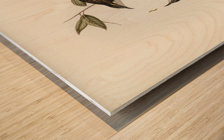 Cockerells Honey-eater Ptilotis Cockerelli illustrated by Elizabeth Gould 1804–1841 for John Gould’s 1804-1881 Birds of Australia  Wood print