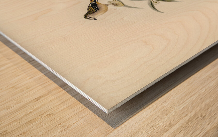 Cockerells Honey-eater Ptilotis Cockerelli illustrated by Elizabeth Gould 1804–1841 for John Gould’s 1804-1881 Birds of Australia  Wood print