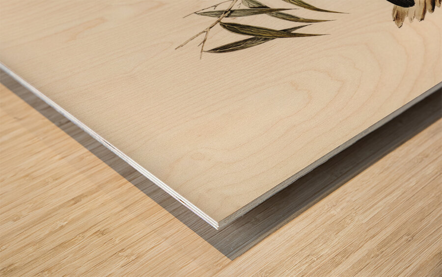 Kaups Flycatcher Arses Kaupi illustrated by Elizabeth Gould 1804–1841 for John Gould’s 1804-1881 Birds of Australia  Wood print