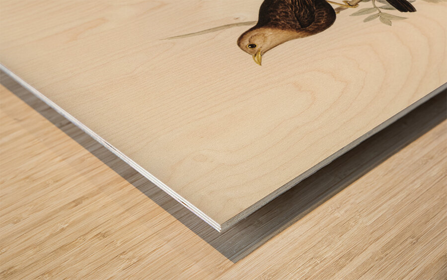 Grey-headed Blackbird Merula poliocephala illustrated by Elizabeth Gould 1804–1841 for John Gould’s 1804-1881 Birds of Australia  Wood print