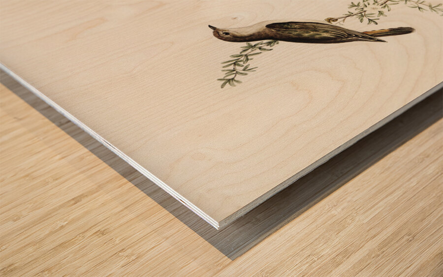 Shining Cuckoo Chrysococcyx lucidus illustrated by Elizabeth Gould 1804–1841 for John Gould’s 1804-1881 Birds of Australia  Wood print