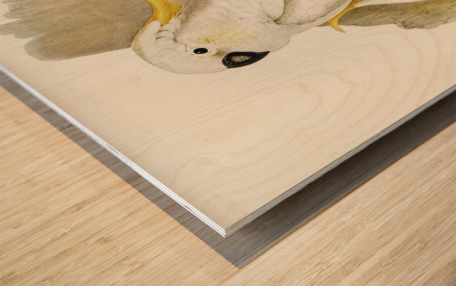 Crested Cockatoo Cacatua galerita illustrated by Elizabeth Gould 1804–1841 for John Gould’s 1804-1881 Birds of Australia  Wood print