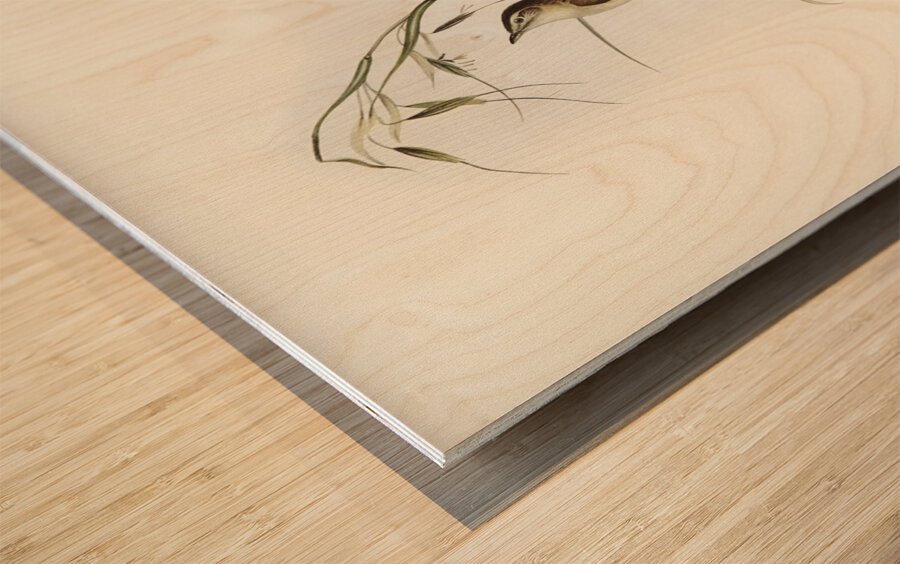 Crested Cockatoo Cacatua galerita illustrated by Elizabeth Gould 1804–1841 for John Gould’s 1804-1881 Birds of Australia  Wood print