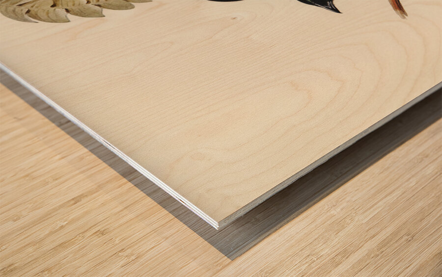 Keraudrens Crow-Shrike Manucodia Keraudreni illustrated by Elizabeth Gould 1804–1841 for John Gould’s 1804-1881 Birds of Australia  Wood print