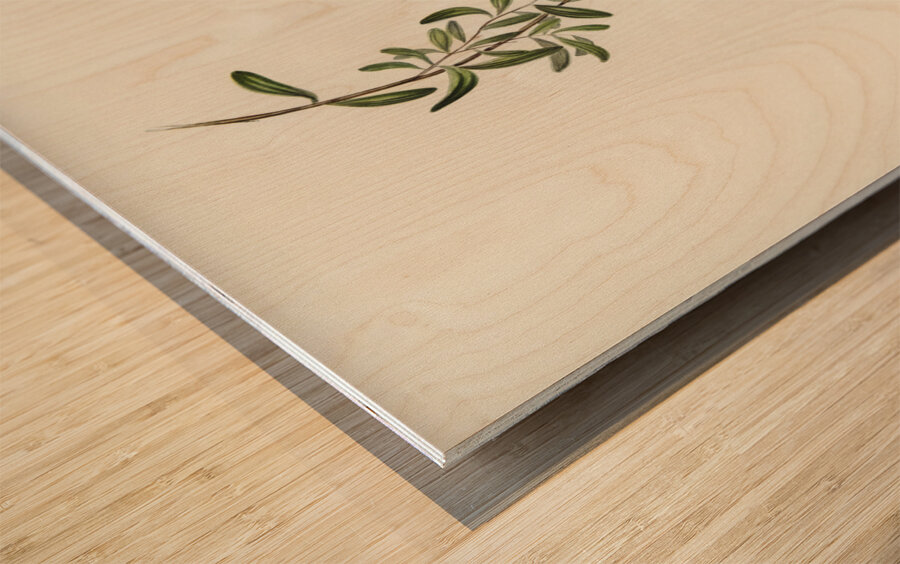 Large-billed Sericornis Sericornis magnirostris illustrated by Elizabeth Gould 1804–1841 for John Gould’s 1804-1881 Birds of Australia  Wood print