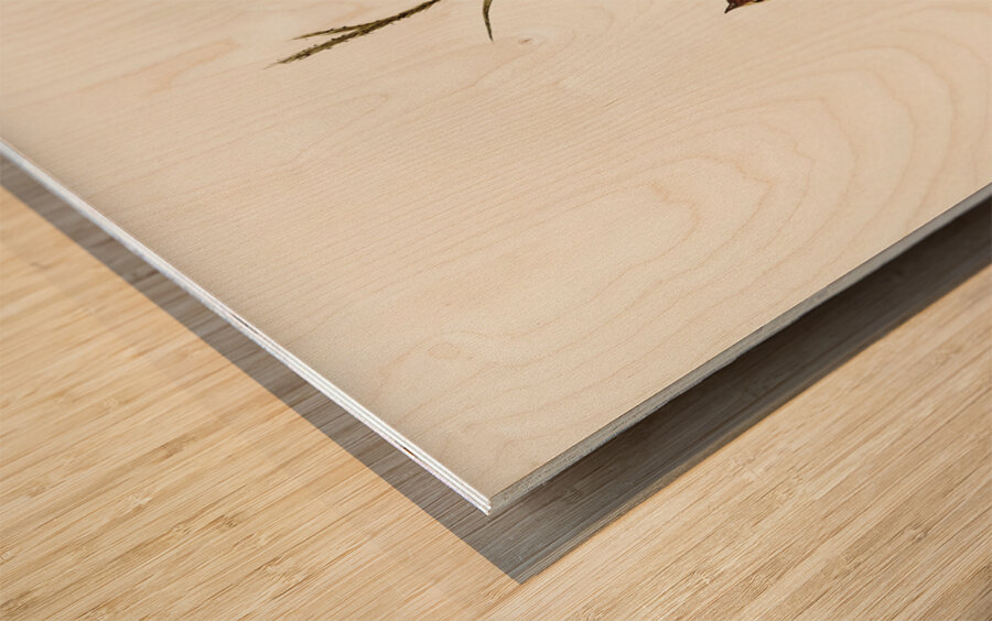 Large-billed Sericornis Sericornis magnirostris illustrated by Elizabeth Gould 1804–1841 for John Gould’s 1804-1881 Birds of Australia  Wood print