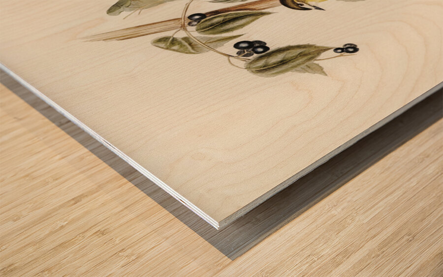 Large-headed Robin Eopsaltria capito illustrated by Elizabeth Gould 1804–1841 for John Gould’s 1804-1881 Birds of Australia  Wood print