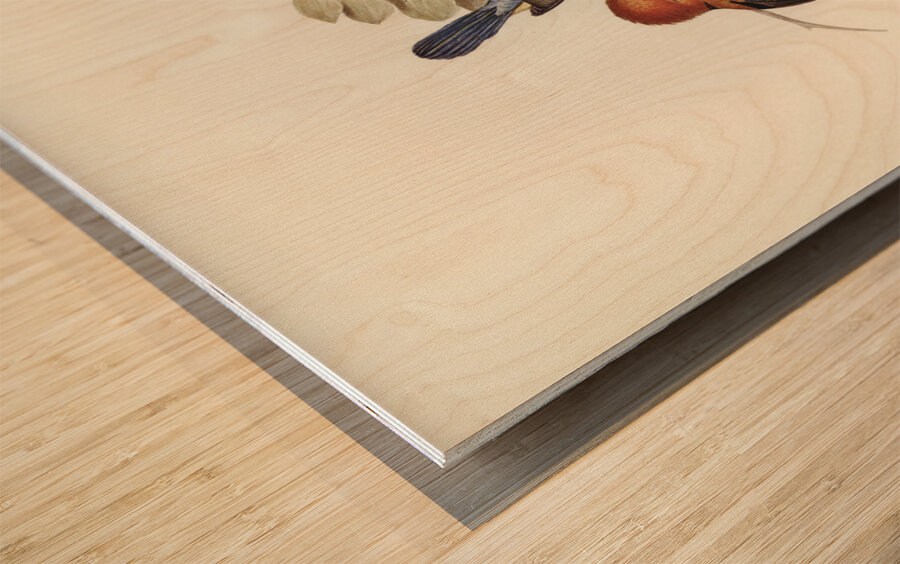 Yellow-billed Kingfisher Halcyon flavirostris illustrated by Elizabeth Gould 1804–1841 for John Gould’s 1804-1881 Birds of Australia  Wood print