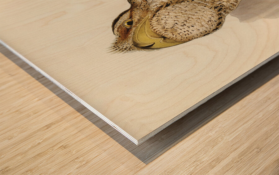 Papuan Podargus Podargus Papuensis illustrated by Elizabeth Gould 1804–1841 for John Gould’s 1804-1881 Birds of Australia  Wood print