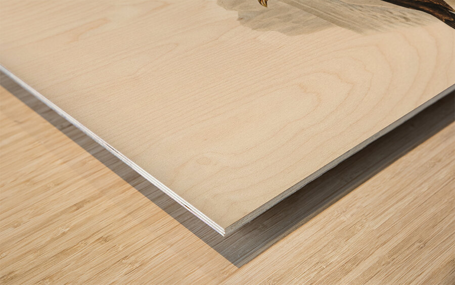 Vinous-tinted Blackbird Merula vinitincta illustrated by Elizabeth Gould 1804–1841 for John Gould’s 1804-1881 Birds of Australia  Wood print