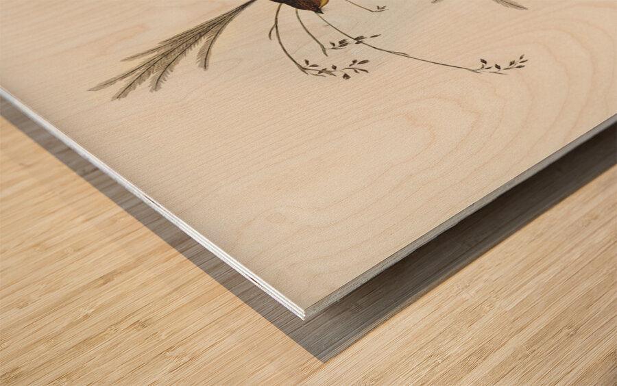 Emu Wren tipiturus malachurus illustrated by Elizabeth Gould 1804–1841 for John Gould’s 1804-1881 Birds of Australia  Wood print