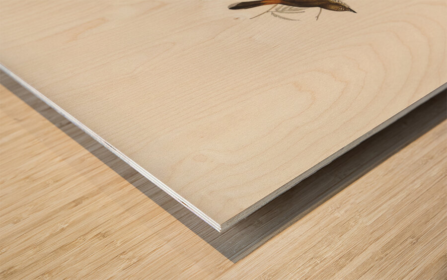 Red-rumped Acanthiza Acanthiza pyrrhopygia illustrated by Elizabeth Gould 1804–1841 for John Gould’s 1804-1881 Birds of Australia  Wood print